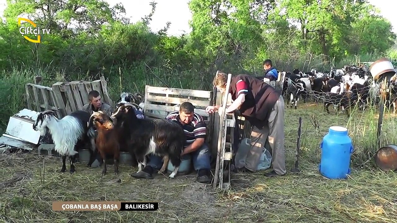 Çobanla-Başbaşa-2.bölüm-Balıkesir-Gönen-Babayakaköyü-Süleyman-Kahya(sunum-KadirDemircan)