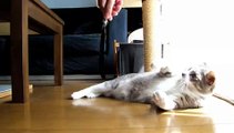 ネコの羽根 - Cat playing with feather -