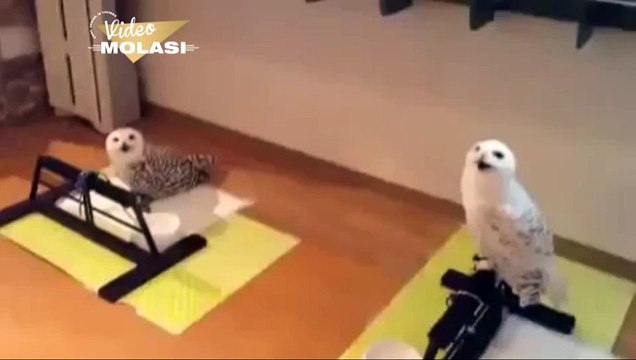 ÇOK KOMİK GÜLEN BAYKUŞ