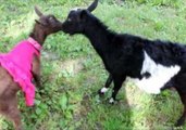 Is This the Cutest Goat Fight Ever?