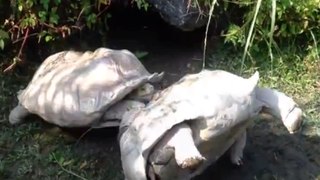 Amazing Friends - Tortoise Spotted His Buddy Flipped Over And Got To Work To Help