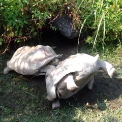 Amazing Friends - Tortoise Spotted His Buddy Flipped Over And Got To Work To Help