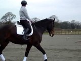 Dressage Schooling over ground poles