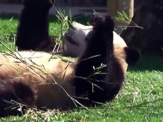 双子パンダ　南紀白浜　アドベンチャーワールドで誕生　.mpg