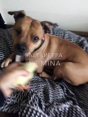 Mina the one-eyed Pitbull meets baby chick
