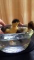 Baby Ducklings Experience Swimming for the First Time