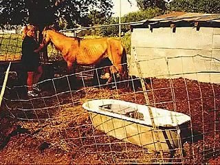 horse abuse and neglect