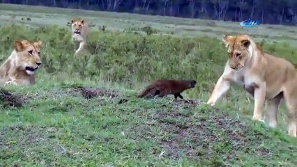 Korkusuz fare aslanlara böyle meydan okudu