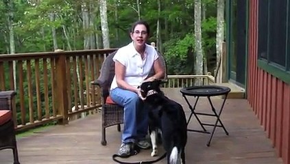 Dog Training- Capturing the Down