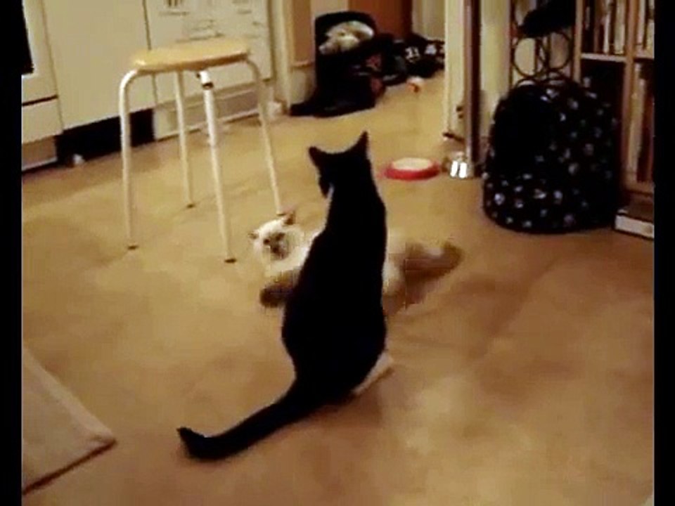 Catfight