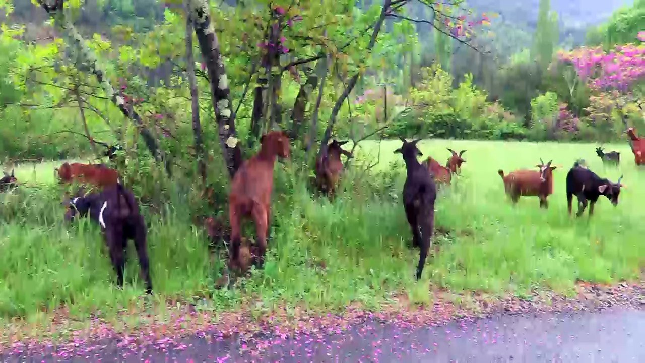 20150613 anduze enterrement de mémé chevre de Peyremale