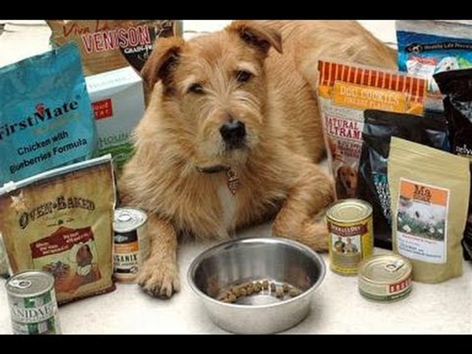 World's BEST Dog Food?