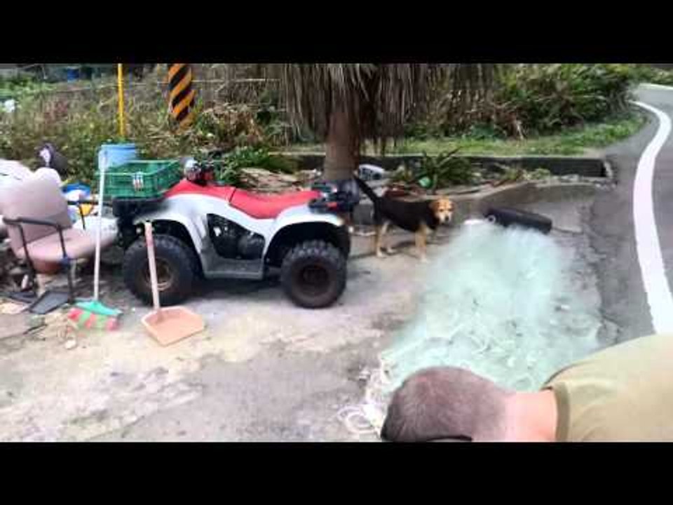 Taiwan Slum, Dog Farm, Puppies