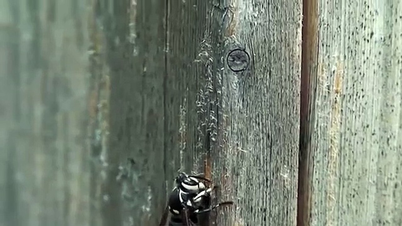 Bold Faced Hornet building a nest