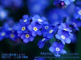 【初音ミク】Hatsune Miku-Myosotis【Original】