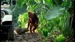 See how monkeys make Fool two Human in Forest