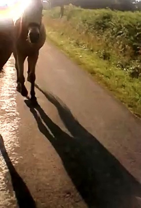 I love my pony