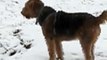 Airedale terrier spielen w Chesapeake Schnee im November 2012