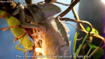 Amazing Veiled chameleon shot down grasshopper + shedding (Chamaeleo calyptratus) [Inferion7]