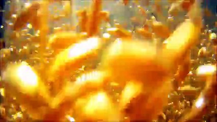 Karpfen beim fressen in der Zucht