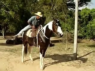 ÉGUA MANGALARGA PAMPA HOMOZIGOTO - IBIÚNA RM (TE) - TR - 15 - 9705-9886 - 96*69134