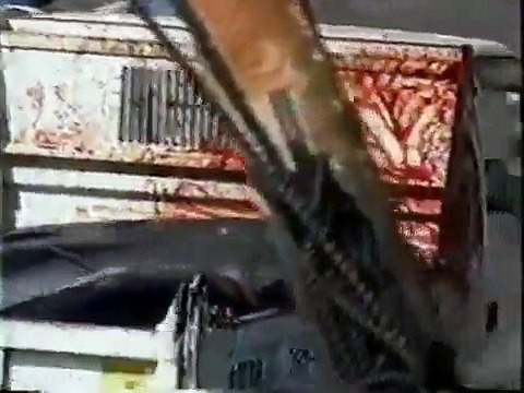 dolphins are abuse by humans