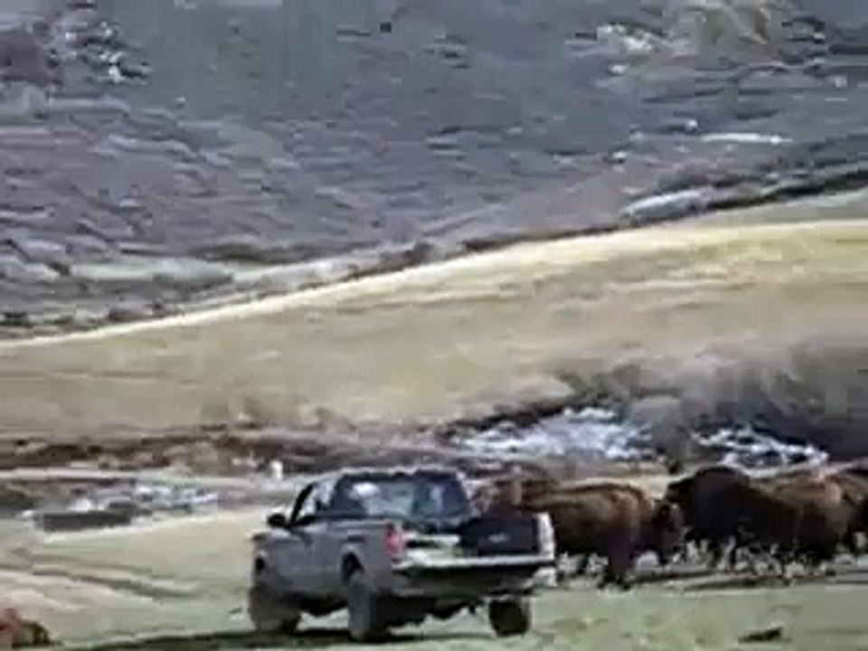 Buffalo Tossed By Yak & almost charges