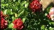 Great Gardens: Roses