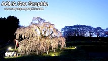 「三春滝桜」ライトアップ(HD1280x720p) Miharu Weeping cherry tree Night view