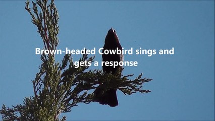 Brown-headed Cowbird sings and gets a response