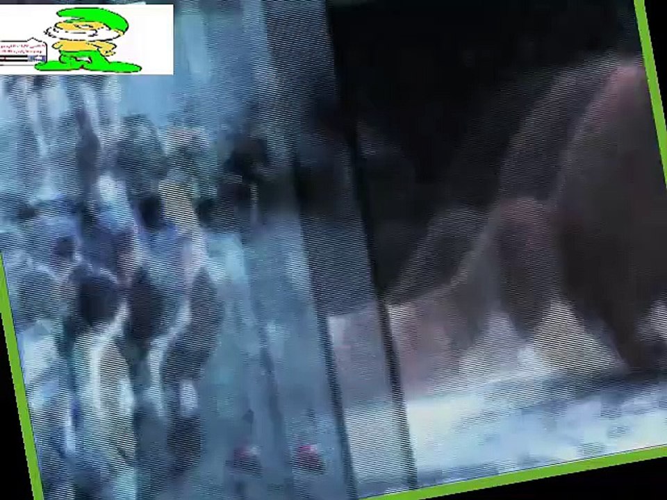 قطة تتزحلق على الجليد