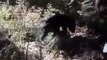 DISCOVERING THE BLACK BEAR   Discovery Animals Nature documentary