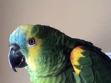 Blue fronted amazon parrot talking