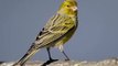 Atlantic canary singing, sounds Atlantic canary | Пение Атлантической канарейки,