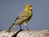 Atlantic canary singing, sounds Atlantic canary | Пение Атлантической канарейки,