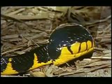 BRAZIL - Cobra Naja comendo outra cobra