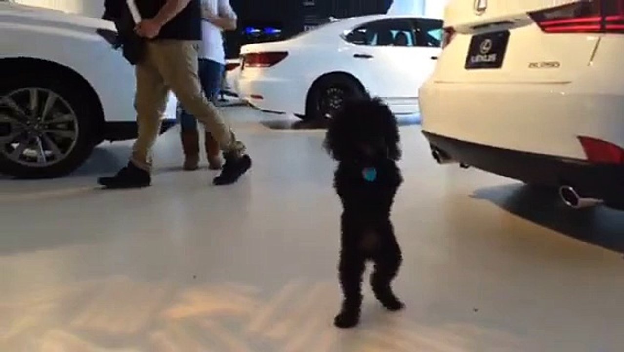 Dog Walking on Two Legs