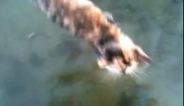 il gatto che nuota nel lago!