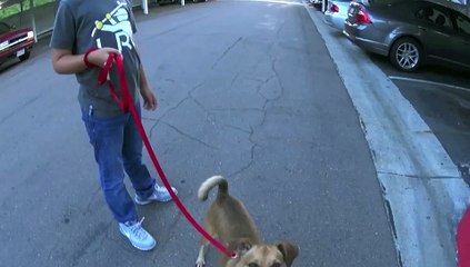 Funny dog sneeze on command!