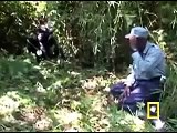 Gorillas Executed in Congo Park