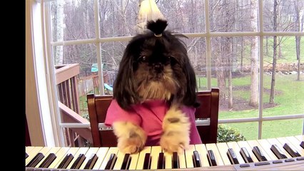 Cat and Dog Playing a Piano