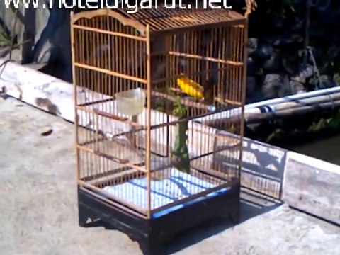 Cara Membuat Burung Kenari Cepat Gacor