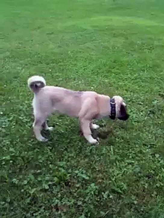 Karabas Kangal Sivas Kurdish Dog VLADNOWSK