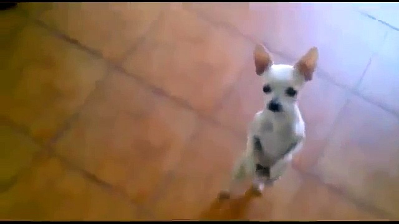 EXTREME FUNNY DOGS COMPILATION 2014!