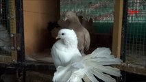 Yellow Indian Fantail  ( Fancy Pigeon )