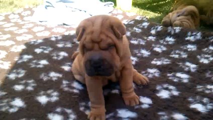 LARSEN LOOPING DES MING WAY - 6 semaines