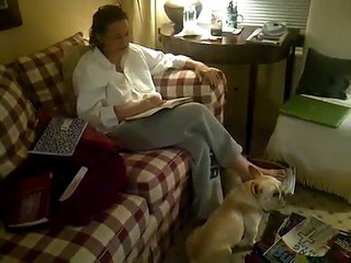 dog licking laughing woman