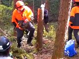 チェーンソーの使い方：　伐倒　tree felling with chainsaw
