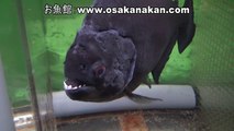 ブラック・ピラニア（Black Piranha）学名：Serrasalmus rhombeus
