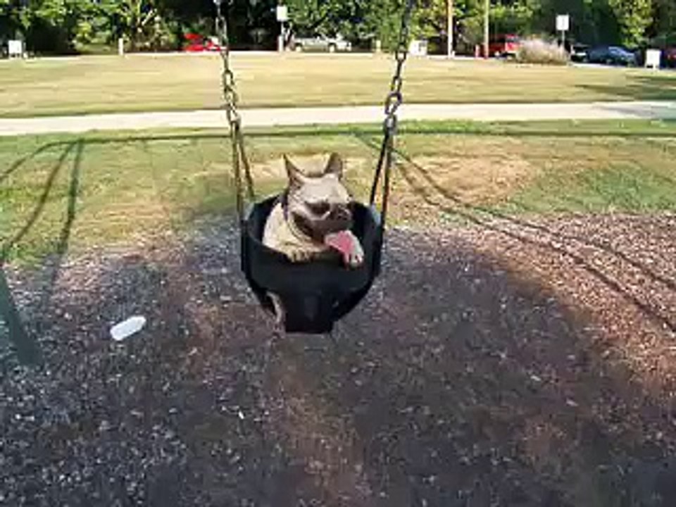 dinki swinging